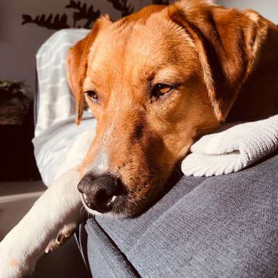 Hundetreffen-Treffen auf der Hundewiese in Graben-Neudorf