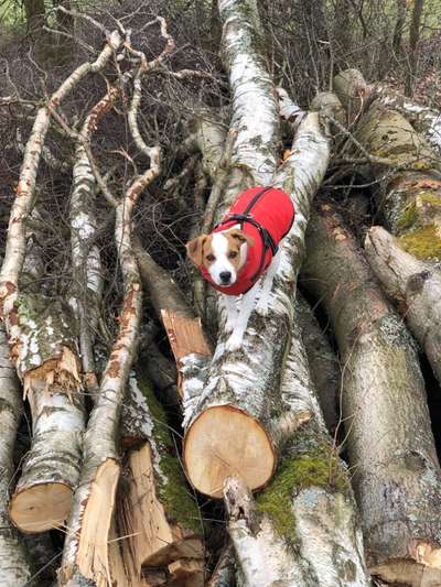 Dansky (Dansk-Svensk Gårdshund)-Beitrag-Bild