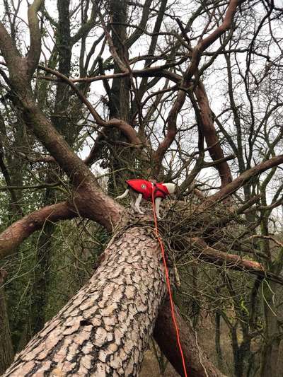 Dansky (Dansk-Svensk Gårdshund)-Beitrag-Bild