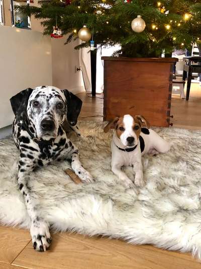 Dansky (Dansk-Svensk Gårdshund)-Beitrag-Bild