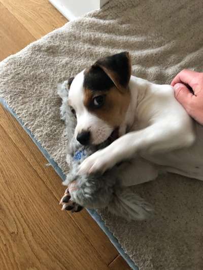 Dansky (Dansk-Svensk Gårdshund)-Beitrag-Bild