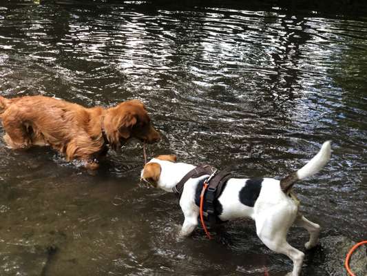 Dansky (Dansk-Svensk Gårdshund)-Beitrag-Bild