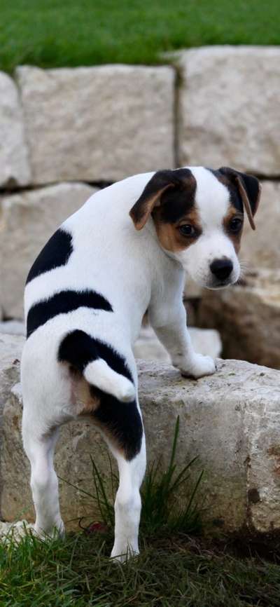 Dansky (Dansk-Svensk Gårdshund)-Beitrag-Bild