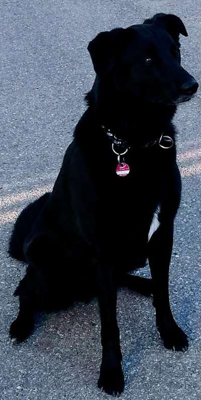 Labradorfans-Beitrag-Bild