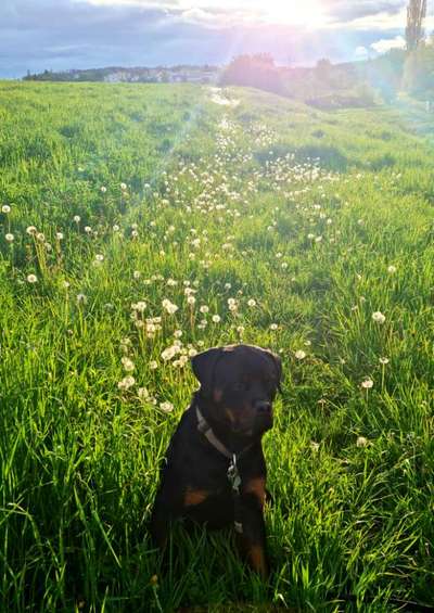 Die Dogorama Monats Challenge "Es grünt und blüht"-Beitrag-Bild