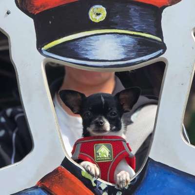 Hundetreffen-Chihuahua Treff Dresden und Umgebung