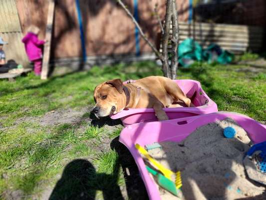 Wo sind meine AMERICAN BULLDOGS?-Beitrag-Bild