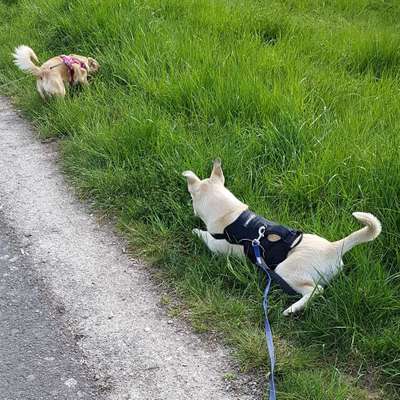 Hundetreffen-Gassirunde Eschwege-Bild