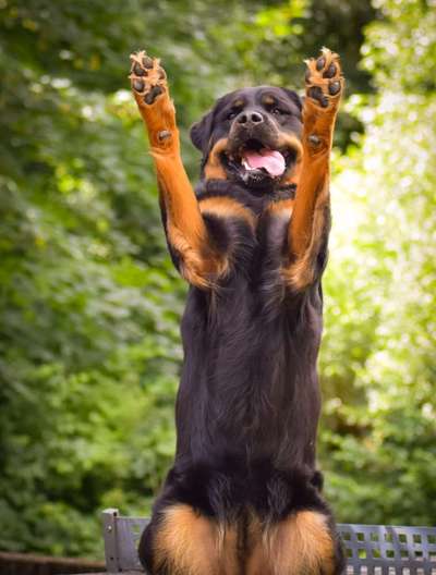 Dogorama Photo Challenge - Hündchen streckt dich-Beitrag-Bild