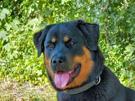 Hunde Porträt (Portrait) Galerie....-Beitrag-Bild