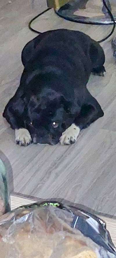 Dogorama Photo Challenge- Aufmerksamkeit bitte!-Beitrag-Bild