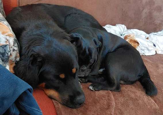 Die Dogorama Wochen Challenge-Beitrag-Bild