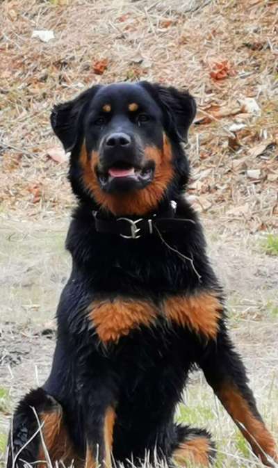 Rottweiler-Beitrag-Bild