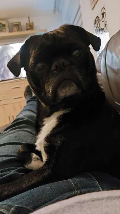 Hunde Porträt (Portrait) Galerie....-Beitrag-Bild