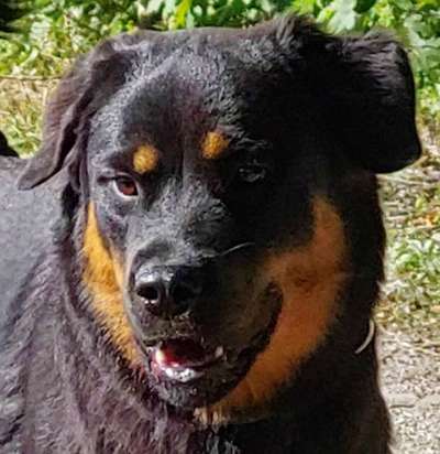 Rottweiler/-Mischlinge-Beitrag-Bild