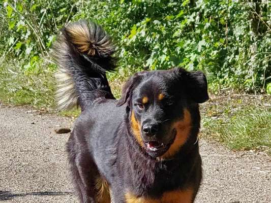 Rottweiler/-Mischlinge-Beitrag-Bild