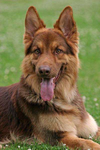 Hunde Porträt (Portrait) Galerie....-Beitrag-Bild