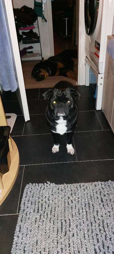 Dogorama Photo Challenge - Hundeblick zum hinschmelzen-Beitrag-Bild