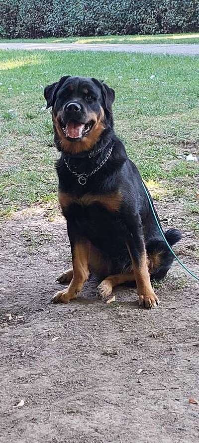 Rottweiler/-Mischlinge-Beitrag-Bild