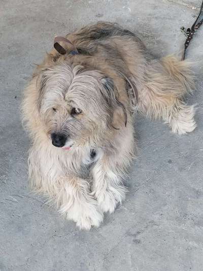 Gibts hier Mioritic Besitzer?-Beitrag-Bild