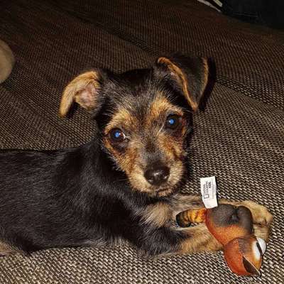 Welpen Bilder !-Beitrag-Bild