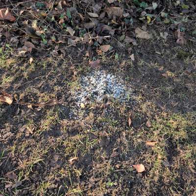 Giftköder-Giftköder-Bild