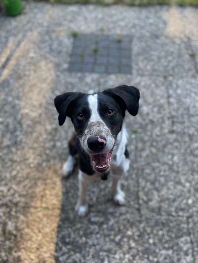 Handy Foto Challange Nr. 46  Happy Dog-Beitrag-Bild