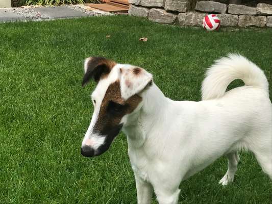 Foxterrier Gang-Beitrag-Bild