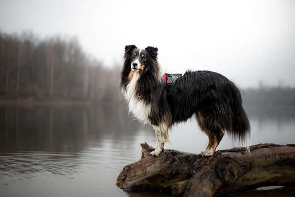 Dogorama-Monats-Challenge-Mai "Wasser"-Beitrag-Bild