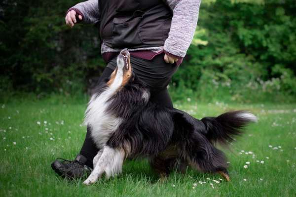 IGP- Fährten, Unterordnung, Schutzdienst-Beitrag-Bild