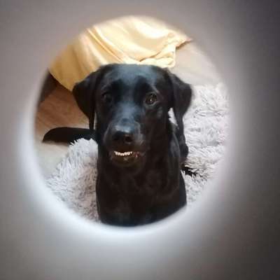 Hundetreffen-Spielen mit Jule-Profilbild
