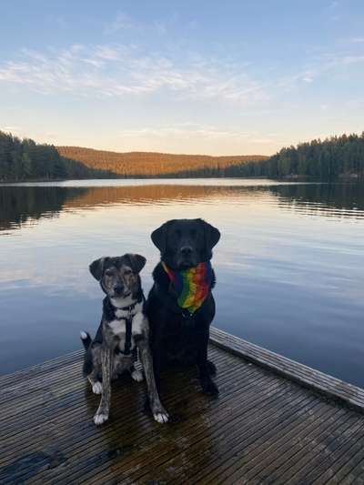 Hundetreffen-Hundesitter gesucht 🐕🐕-Bild