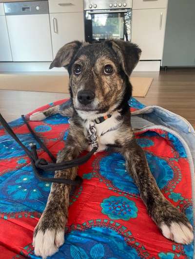 Auslandstierschutz-Beitrag-Bild