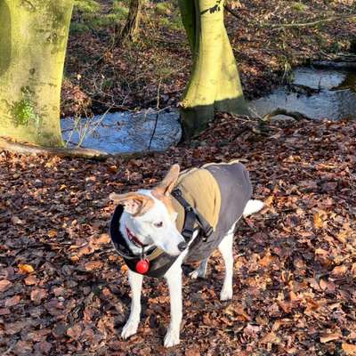 Hundetreffen-Begleitung für Gassirunden