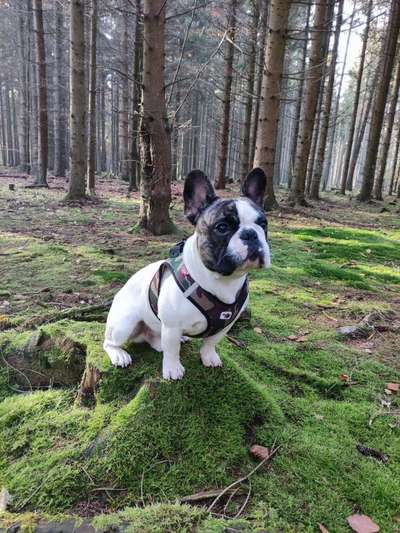 Französische Bulldoggen-Beitrag-Bild