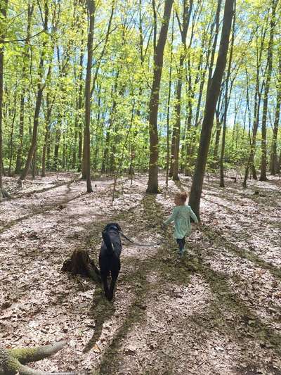 Hundetreffen-Gassi und Spielrunde-Bild