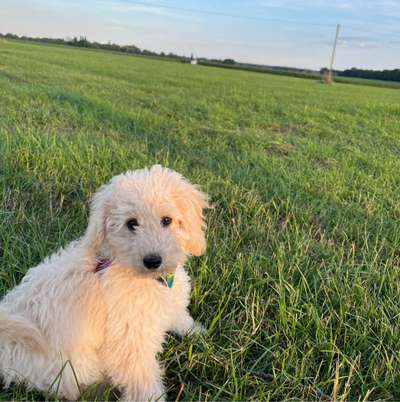 Hundetreffen-Dog 🐶 treffen-Bild