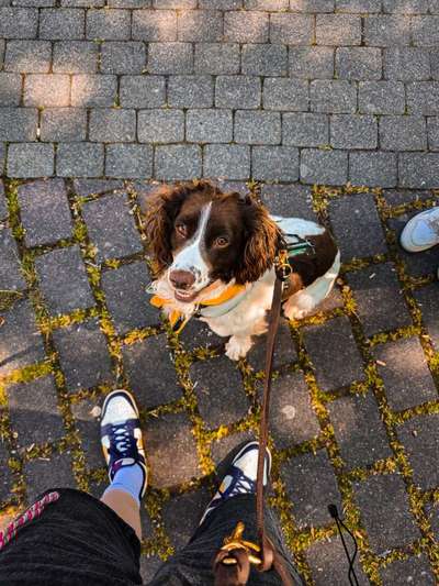 Hundetreffen-(Kenn-) Lernspaziergänge-Bild