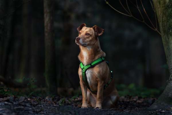 Hundetreffen-Gemeinsame Spaziergänge-Bild