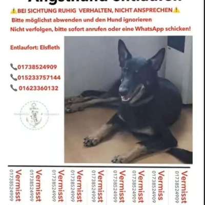 Suchmeldung-Loki-Bild