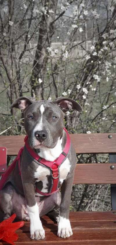 "Bulligere Arten" auch hier? :) Amstaff etc..-Beitrag-Bild