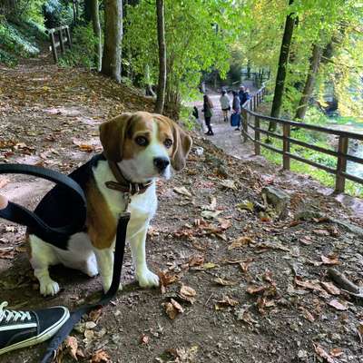 Hundetreffen-Hundetreffen-Bild