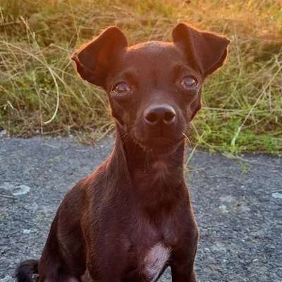 Hundetreffen-Spaziergänge in und um Paderborn-Bild