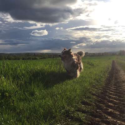 Hundetreffen-Gemeinsamer Spaziergang-Bild