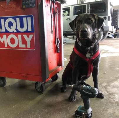 Hunderunde-Beitrag-Bild