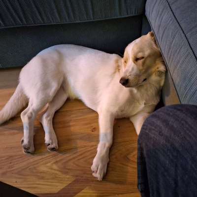 Hundetreffen-Man tau-Profilbild