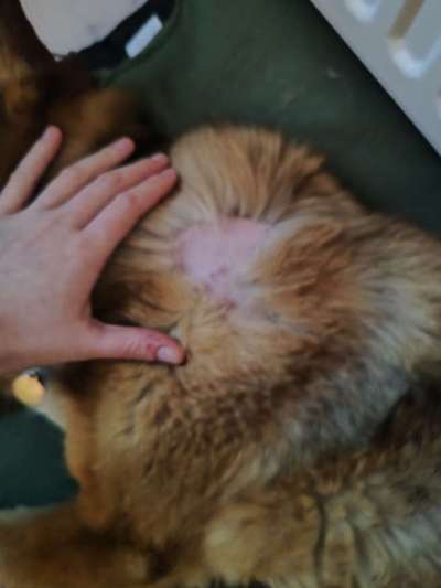 Hautpilz bei Hund-Beitrag-Bild