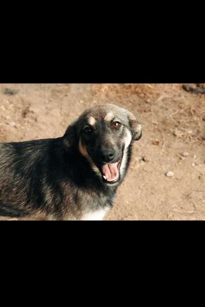 Wo habt ihr eure Hunde her ?-Beitrag-Bild