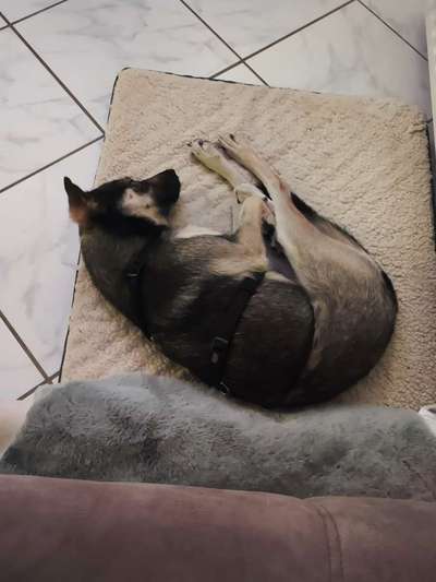 TierschutzhundeStammtisch🐕-Beitrag-Bild