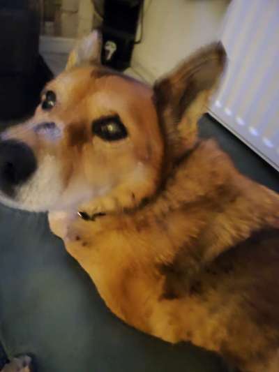 Hautpilz bei Hund-Beitrag-Bild